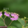 좀작살나무 : 꽃사랑한동구