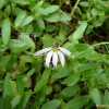 수염가래꽃(Lobelia chinensis Lour.) : 벼루