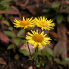 금불초(Inula japonica Thunb.) : habal