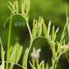 털연리초(Lathyrus palustris L. subsp. pilosus (Cham.) Hult?n) : 통통배
