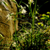가는다리장구채(Silene jeniseensis Willd.) : 설뫼*