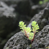 땅채송화(Sedum oryzifolium Makino) : 필릴리