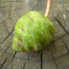 고로쇠나무(Acer pictum Thunb. var. mono (Maxim.) Maxim. ex Franch.) : 코소하