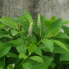 자리공(Phytolacca acinosa Roxb.) : 들국화