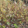 왕질경이(Plantago major var. japonica (Franch. & Sav.) Miyabe) : 塞翁之馬