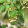 보리자나무(Tilia miqueliana Maxim.) : 산들꽃
