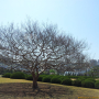 배롱나무 : 정원공주
