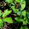 붉은참반디(Sanicula rubriflora F.Schmidt ex Maxim.) : 벼루