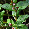 물고추나물(Triadenum japonicum (Blume) Makino) : 현촌