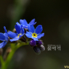 물망초(Myosotis alpestris F.W.Schmidt) : 현촌