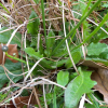 서양금혼초(Hypochaeris radicata L.) : 눈송이