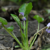 아욱제비꽃(Viola hondoensis W.Becker & H.Boissieu) : 통통배