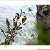 구름체꽃(Scabiosa tschiliensis f. alpina (Nakai) W.T.Lee) : 晴嵐
