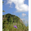 구름체꽃(Scabiosa tschiliensis f. alpina (Nakai) W.T.Lee) : 晴嵐