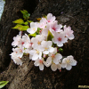 왕벚나무(Prunus yedoensis Matsum.) : 설뫼