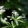 선갈퀴(Galium odoratum (L.) Scop.) : 필릴리