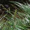 산뚝사초(Carex forficula Franch. & Sav.) : 塞翁之馬