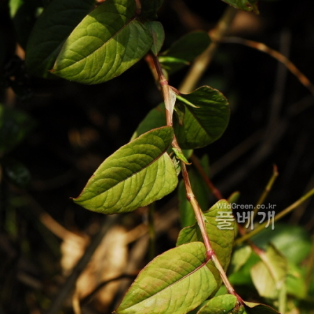 덩굴모밀(Persicaria chinensis (L.) Nakai) : 통통배