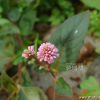 메밀여뀌(Persicaria capitata) : 산들꽃