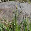 산비늘사초(Carex heterolepis Bunge) : 무심거사