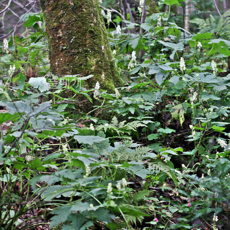 흰진범(Aconitum longecassidatum Nakai) : 추풍