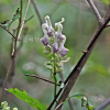 흰진범(Aconitum longecassidatum Nakai) : 추풍