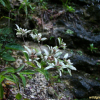 왜솜다리(Leontopodium japonicum Miq.) : 무심거사