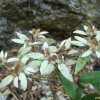 왜솜다리(Leontopodium japonicum Miq.) : 무심거사