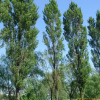 미루나무(Populus deltoides Marsh.) : 능선따라