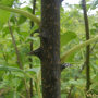 섬오갈피나무 : 풀배낭
