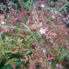 세열유럽쥐손이(Erodium cicutarium  L) : 산들꽃