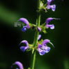 단삼(Salvia miltiorrhiza Bunge) : 청암