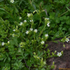 점나도나물(Cerastium holosteoides Fr. subsp. vulgare (Hartm.) I.V.Sokolova) : 벼루