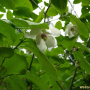 함박꽃나무 : 둥근바위솔