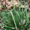 산뚝사초(Carex forficula Franch. & Sav.) : 塞翁之馬