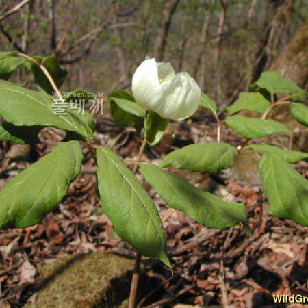 백작약(Paeonia japonica (Makino) Miyabe & Takeda) : 벼루