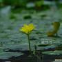 노랑어리연꽃 : 통통배