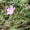 털둥근이질풀(Geranium koreanum Kom. f. hirsutum (Nakai) ex W.T.Lee) : 무심거사