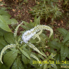 큰산꼬리풀(Pseudolysimachion kiusianum (Furumi) Holub var. glabrifolium (Kitag.) T.Yamaz.) : 설뫼