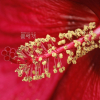 미국부용(Hibiscus oculiroseus Briton) : 塞翁之馬