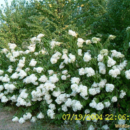 나무수국(Hydrangea paniculata Siebold for. paniculata) : 현촌