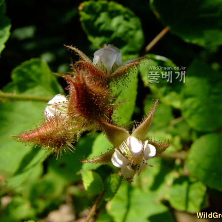 곰딸기(Rubus phoenicolasius Maxim.) : 塞翁之馬