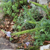 구와꼬리풀(Pseudolysimachion dauricum (Steven) Holub) : 산들꽃