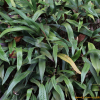 밤일엽(Neolepisorus ensatus (Thunb.) Ching) : 산들꽃