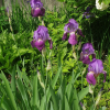 독일붓꽃(Iris germanica L.) : 塞翁之馬