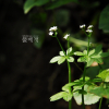개선갈퀴(Galium trifloriforme Kom.) : 카르마