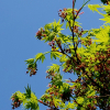 당단풍나무(Acer pseudosieboldianum (Pax) Kom.) : 별꽃