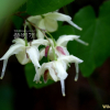 삼지구엽초(Epimedium koreanum Nakai) : habal