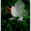 곰딸기(Rubus phoenicolasius Maxim.) : 추풍