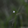 좀개수염 : 산들꽃
